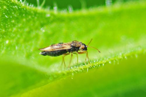 Dictyla humuli